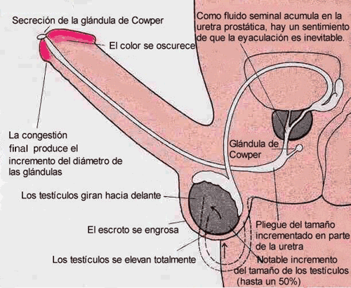 Las operaciones terribles sobre el miembro